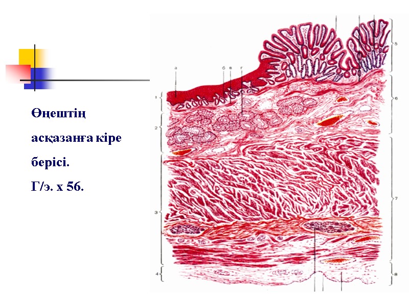 Өңештің  асқазанға кіре  берісі.  Г/э. х 56.
